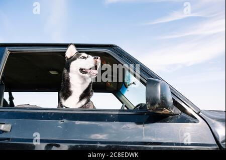 Husky en regardant par la fenêtre du véhicule Banque D'Images