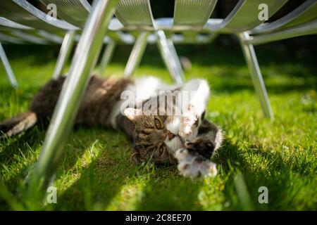 joli tabby blanc british shorthair chat allongé sur l'herbe sous le lit de soleil étirant les pattes Banque D'Images