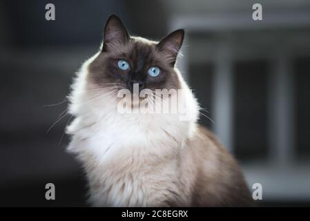 Portrait d'un chat de Ragdoll de Colle Colorpoint dans le salon Banque D'Images