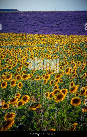 D'immenses champs de tournesol en Provence France Banque D'Images