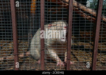 Nutria blanche Myocastor coypus dans la cage à la ferme Banque D'Images