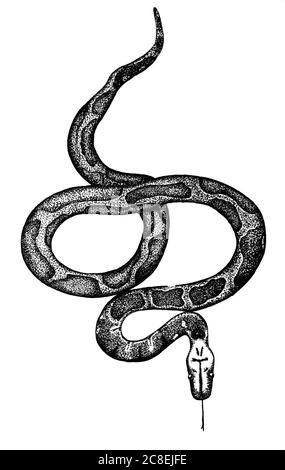 Encreur python de sang sur fond blanc Banque D'Images