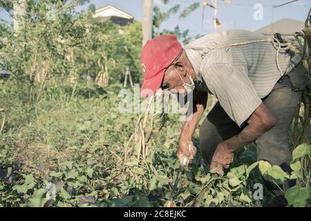 Jarabacoa ,la Vega / République Dominicaine - 20 juillet 2020 : un homme dominicain de plus de cent ans travaillant dans une plantation de patates douces Banque D'Images