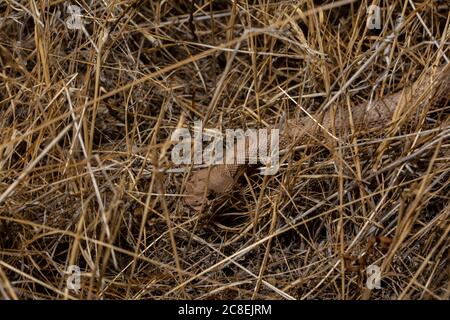 Crotale pâle (Crotalus oreganus concolor) du comté de Mesa, Colorado, États-Unis. Banque D'Images