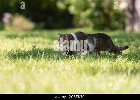 tabby blanc british shorthair chat prowling dans la cour arrière se faufilant sur la pelouse par un jour ensoleillé Banque D'Images