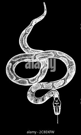 Encreur python de sang sur fond blanc Banque D'Images