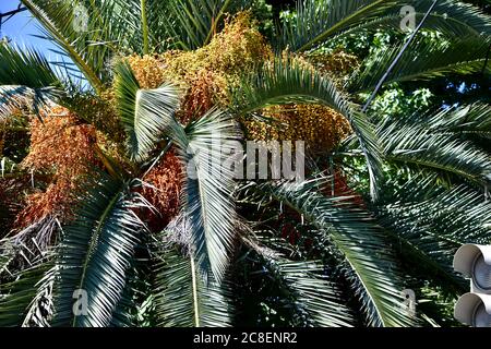 Palmier datez les branches de la couronne, le feuillage et les fruits. Banque D'Images