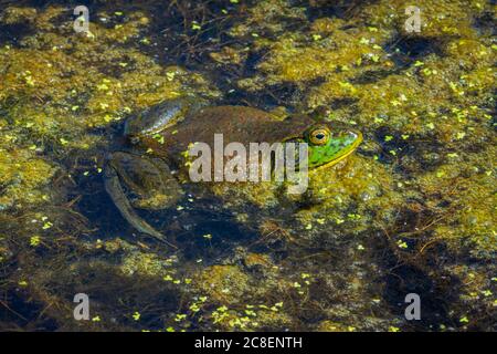 Bullfrog américain mâle reposant sur la surface des marais humides parmi les duckaded et la végétation organique, Castle Rock Colorado USA. Photo prise en juillet. Banque D'Images