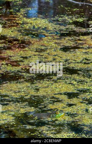 Bullfrog américain mâle reposant sur la surface des marais humides parmi les duckaded et la végétation organique, Castle Rock Colorado USA. Photo prise en juillet. Banque D'Images