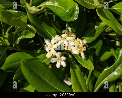 des groupes de pittosporum tobira fleurissent par temps ensoleillé Banque D'Images