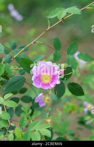 Rosa woodsii var Fendleri. Rose bois / Rose sauvage Banque D'Images