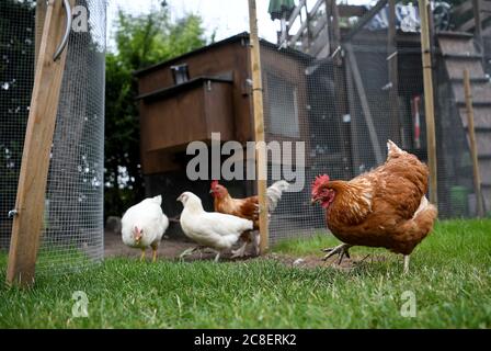 Berlin, Allemagne. 17 juillet 2020. Les poulets passent par le jardin du propriétaire de poulet Vanessa Janßen. Dans le jardin de Vanessa Janßen de Berlin-Rudow, depuis l'été 2019, aucun poulet d'ascendance ne se raye et pecking, mais six poulets hybrides, des races croisées de différentes races avec de bonnes performances de ponte. (À "après le jardinage urbain les poules viennent") Credit: Britta Pedersen/dpa-Zentralbild/dpa/Alay Live News Banque D'Images