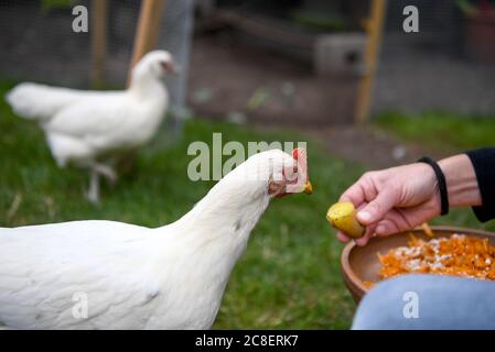 Berlin, Allemagne. 17 juillet 2020. Vanessa Janßen, propriétaire de poulet, nourrit ses poulets. Dans le jardin de Vanessa Janßen de Berlin-Rudow il n'y a pas de poulets pedigree se grattant et pecking depuis l'été 2019, mais six poulets hybrides, des races croisées de différentes races avec de bonnes performances de ponte. (À «après le jardinage urbain les poulets viennent») Credit: Britta Pedersen/dpa-Zentralbild/dpa/Alay Live News Banque D'Images