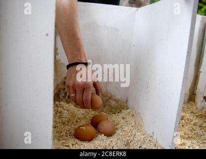 Berlin, Allemagne. 17 juillet 2020. Le gardien de poulet Vanessa Janßen extrait les œufs de la boîte de ponte. Dans le jardin de Vanessa Janßen de Berlin-Rudow, depuis l'été 2019, aucune race de pedigree ne se raye et ne patchie, mais six poules hybrides, des races croisées de différentes races avec de bonnes performances de ponte. (À "après le jardinage urbain les poules viennent") Credit: Britta Pedersen/dpa-Zentralbild/dpa/Alay Live News Banque D'Images