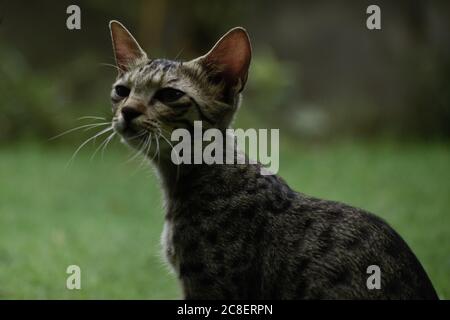 Une belle photo en gros plan d'un Kitten en jeu. Banque D'Images