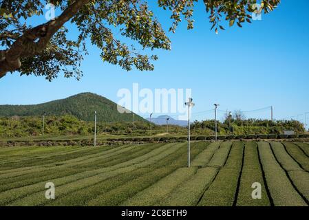 Le paysage de la plantation de thé Osulloc avec les petites éoliennes dans l'île de Jeju, en Corée du Sud. Banque D'Images