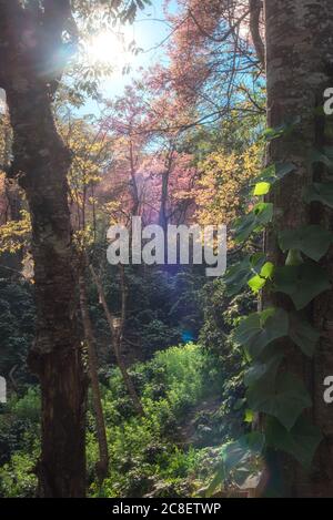 Le paysage de la belle fleur rose de cerisier dans une plantation de café à Chiang Rai, Thaïlande. Banque D'Images
