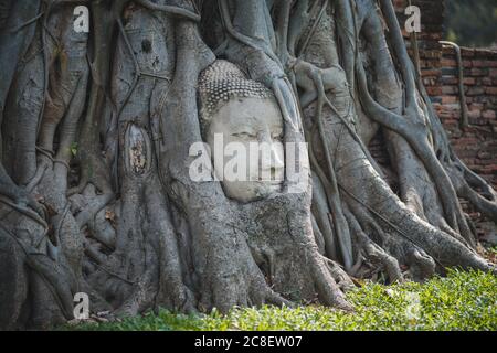 La tête du Bouddha à la racine de l'arbre pipal à l'intérieur du temple Wat Mahathe dans la province d'Ayutthaya, en Thaïlande. Banque D'Images