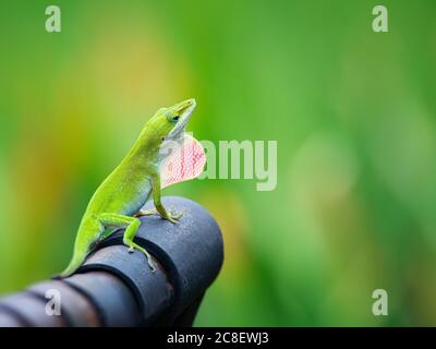 Vert Anole lizard (Anolis carolinensis) montrant son long-bassin de rosée rose vif sur un banc de fer dans le jardin. Arrière-plan vert naturel avec espace de copie. Banque D'Images