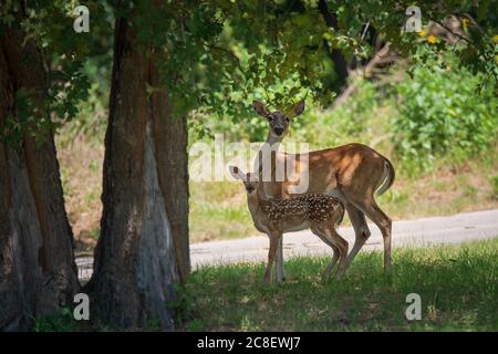 Cerf de Virginie, fauve et mère, sous un arbre ombragé dans les bois, lors d'une chaude journée d'été au Texas Banque D'Images