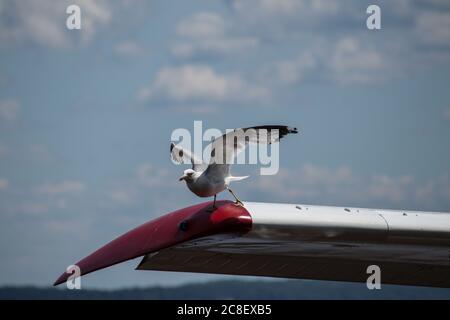 mouette prenant son envol de l'aile plate Banque D'Images