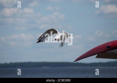 mouette prenant son envol de l'aile plate Banque D'Images