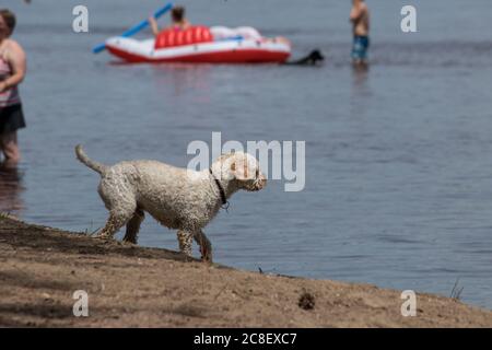 chien blanc jouant sur la plage Banque D'Images