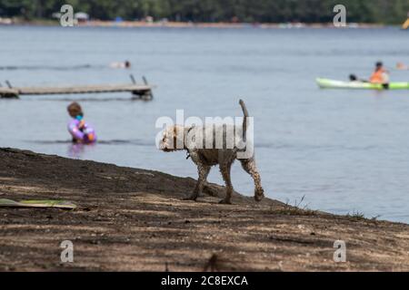 chien blanc jouant sur la plage Banque D'Images
