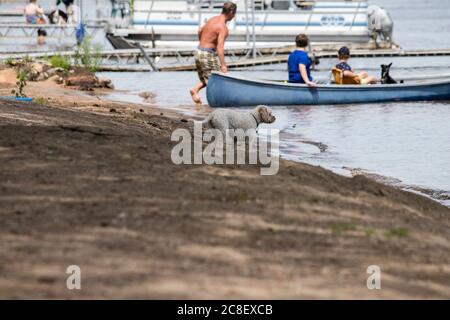 chien blanc jouant sur la plage Banque D'Images
