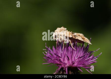 Un joli mouillage noir, Eremobia ochroleuca, qui perce sur une fleur de la Knapweed qui pousse dans un pré. Banque D'Images