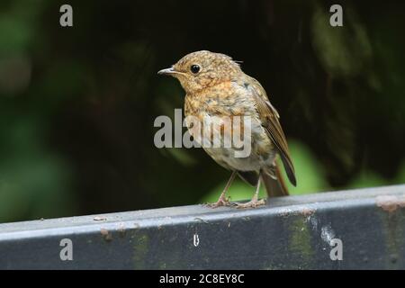 Un joli Robin naissant, erithacus rubecula, debout sur une clôture en métal. Banque D'Images