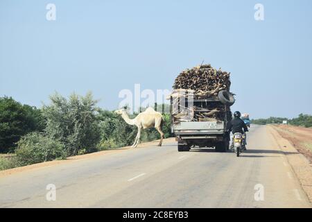 Un camion de bois surchargé est forcé de ralentir pour un chameau traversant l'autoroute au Niger, en Afrique Banque D'Images