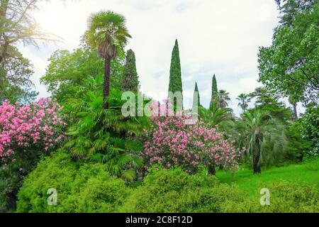 Parc d'été de climat méditerranéen avec de grands cyprès palmiers et des lauriers roses en fleur Banque D'Images