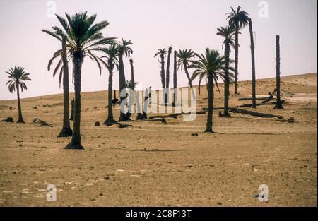 Les sables du désert du Sahara empiétent sur les palmiers dattiers, un indicateur du changement climatique en Tunisie, en Afrique du Nord. Banque D'Images