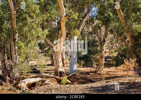 Arbres dans un lit de rivière sec, gare de Kanyaka, parc national de Flinders Ranges, Australie Banque D'Images