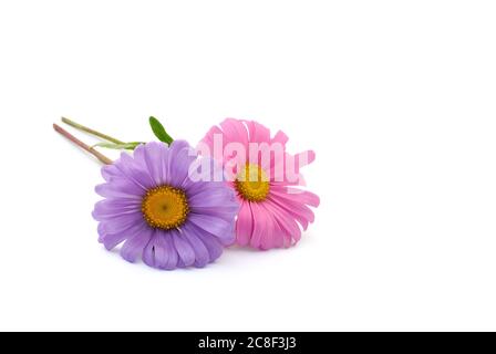 Deux asters roses et violets se trouvent sur un fond blanc Banque D'Images