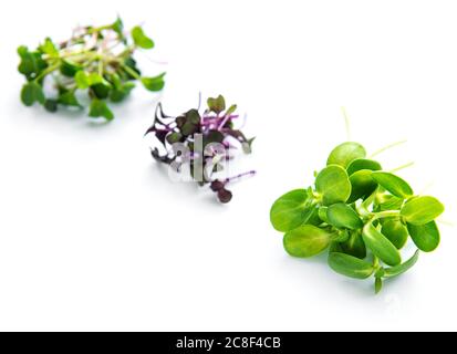 Ensemble de microlégumes frais et sains de différents légumes sur fond blanc Banque D'Images