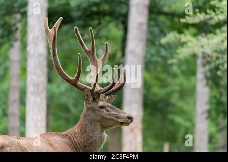 un cerf rouge se laque avec ses bois en velours début juillet Banque D'Images