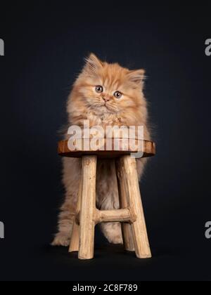 Chaton long britannique rouge Uni, moelleux, debout derrière un petit tabouret en bois. En regardant vers l'appareil photo. Isolé sur fond noir. Banque D'Images