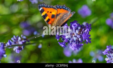 Petit tortoiseshell (Aglais urticae) sur une fleur. Banque D'Images