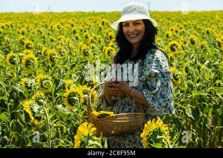 Femme gaie avec panier dans le champ de tournesols cueillant des fleurs Banque D'Images