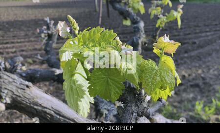 Photo avec mise au point peu profonde de feuilles de raisin vibrantes dans un cadre flou arrière-plan Banque D'Images