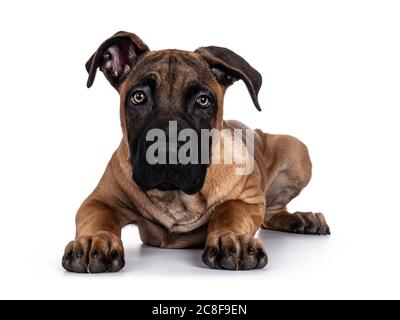 Beau chien crossbreed Boerboel / Malinois, en position allongée face à l'avant. Vous recherchez un appareil photo avec des yeux lumineux. Isolé sur fond blanc Banque D'Images