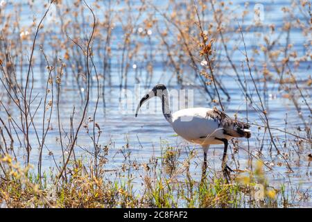 L'ibis sacré africain sur terre. Threskiornis aethiopicus. Oiseau commun dans tout le continent africain. bahir dar, Botswana, Chobe safari rivière wil Banque D'Images