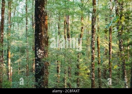 La lumière du matin traverse une forêt dense de hêtres sur la côte ouest de l'île du Sud, en Nouvelle-Zélande Banque D'Images