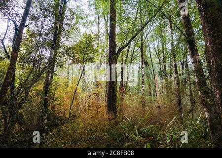 Forêt dense de hêtre sur la côte ouest de l'île du Sud, Nouvelle-Zélande Banque D'Images