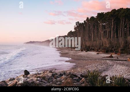 La forêt dense de rimu (conifères) rencontre la mer à la plage de Bruce Bay / Mahitahi, sur la côte sauvage du sud-ouest de la Nouvelle-Zélande Banque D'Images