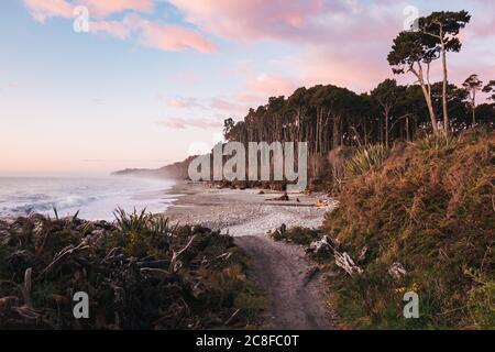 La forêt dense de rimu (conifères) rencontre la mer à la plage de Bruce Bay / Mahitahi, sur la côte sauvage du sud-ouest de la Nouvelle-Zélande Banque D'Images