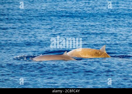 La Mere Et Le Bebe Dauphin Dauphin Baleine De Cuvier Ultra Rare De Voir Photo Stock Alamy La Mere Et Le Bebe Dauphin Dauphin Baleine De Cuvier Ultra Rare De Voir Photo Stock Alamy