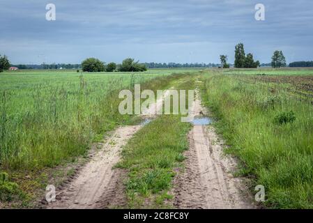 Route entre les champs dans le comté de Wegrow, à Mazovian Voivodeship dans le centre-est de la Pologne Banque D'Images